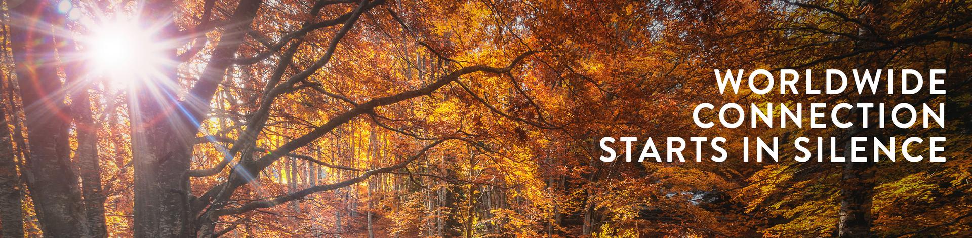 Worldwide Connection Starts in Silence - autumn forest with sunlight